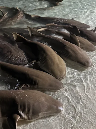 Blacktip reef sharks in the shallows at Shark Beach, Thinadhoo
